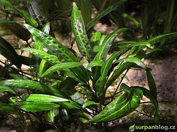 cryptocoryne affinis - kryptokoryna červená