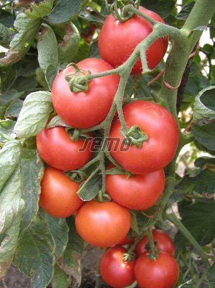 RAJČE tyčkové Tornádo (F1) (Solanum lycopersicum L.) 20 semen