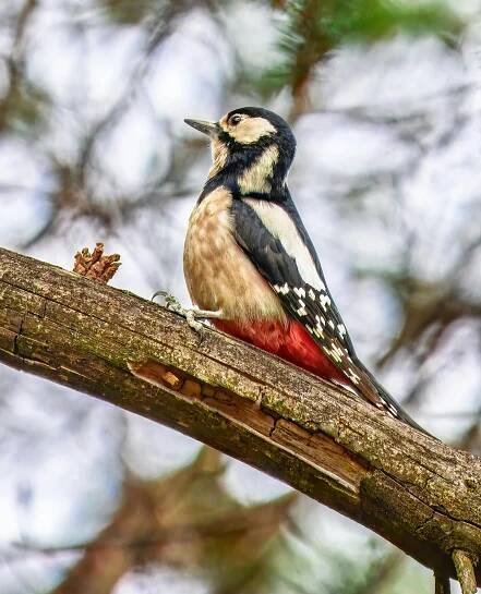 Základová fotografie na téma barevný, biodiverzity, birder, chování zvířat, datel, dendrocopos major, denní světlo, detail