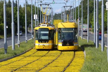 Tramvajová trať po modernizaci zežloutla, beton a kameny nahradily květiny