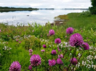 Pics from the north Swedish flora