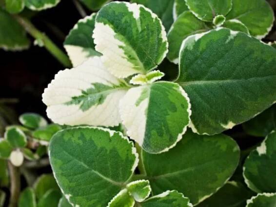 Plectranthus: transplantace, péče, reprodukce, škůdci a choroby, kam umístit a hodnotit v domě, odrůdy a typy