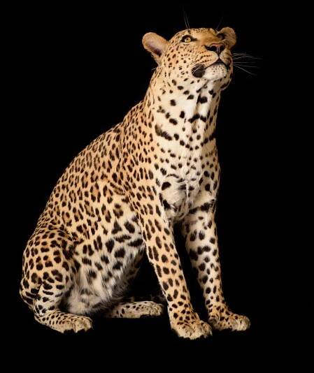 Gallery | Africa | Leopard — Animal Artistry
