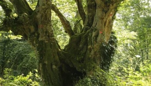 Habr strom a jeho popis - vlastnosti, kde roste. Jak vypadá habrový strom na fotografii