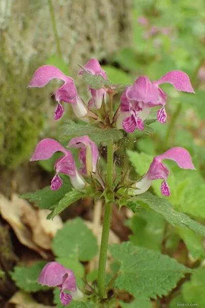 Hluchavka skvrnitá - Lamium maculatum