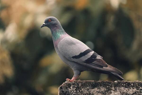 bezplatná Základová fotografie zdarma na téma chování zvířat, columba livia, divočina Základová fotografie