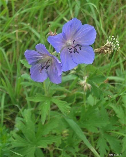 Kakost luční (Geranium pratense), květy, květenství