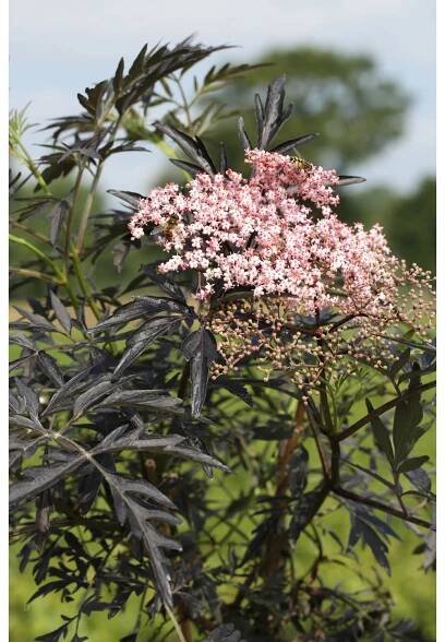 Bez černý (sambucus nigra) Black Lace