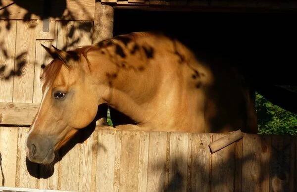 M - Ranch foto 2
