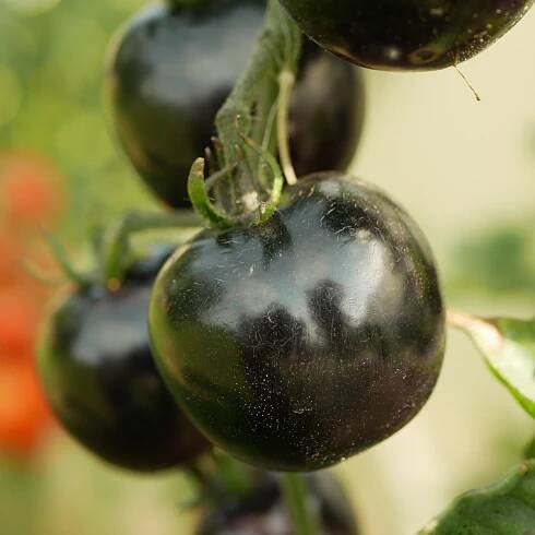 Semena rajčete – Rajče Indigo Blue Berries – Solanum lycopersicum