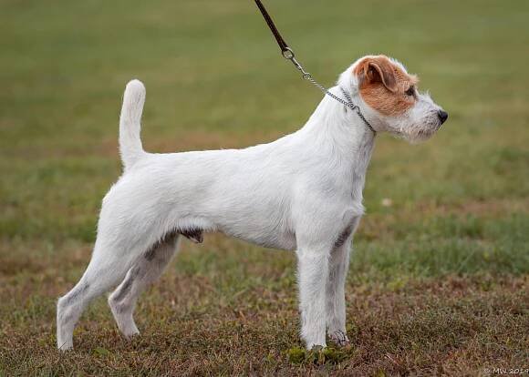 Venery Chip - Little Eden Jack Russell Terriers