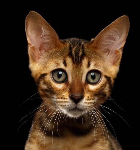 Bengal kitten.png
