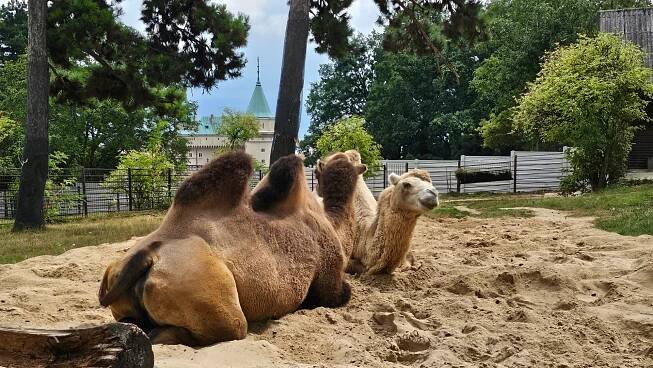 Na návštěvě Zoo Bojnice, nejstarší a nejnavštěvovanější zoologické zahrady na Slovensku – Ararauna.cz
