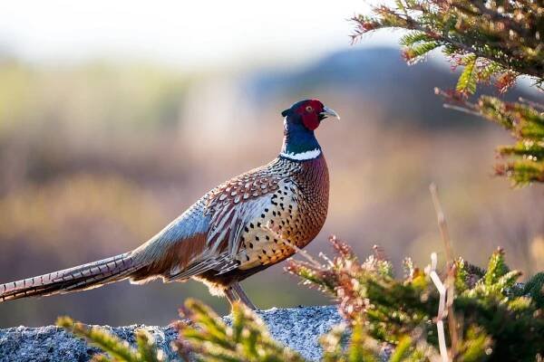 a ring-necked pheasant