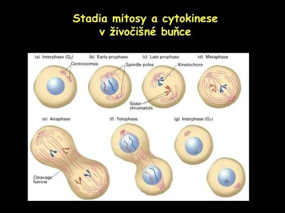 PPT - Základy buněčné biologie PowerPoint Presentation, free download - ID:1123423