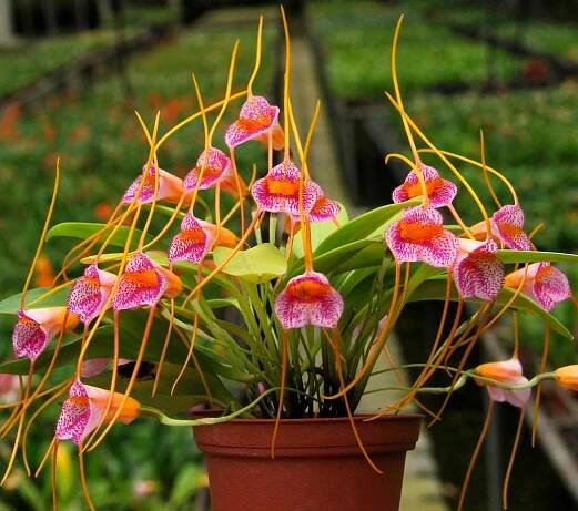 Masdevallia zahlbrookneri - popis, pěstování, foto