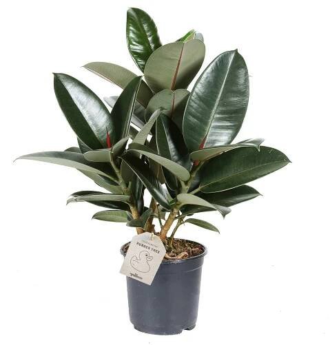 Fíkus, Ficus elastica Robusta, průměr květináče 17 cm