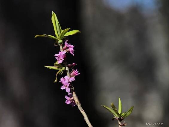 Lýkovec jedovatý (Daphne mezereum)