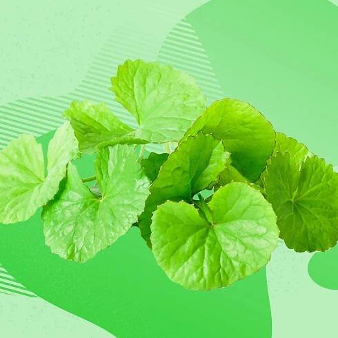 What Can Centella Asiatica Really Do for Red, Dry, Sensitive Skin?