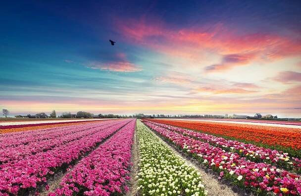 Školní zájezd Jarní Holandsko – ráj tulipánů