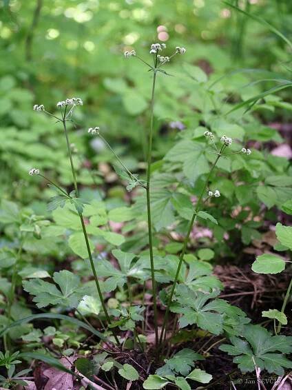 Sanicula europaea – žindava evropská