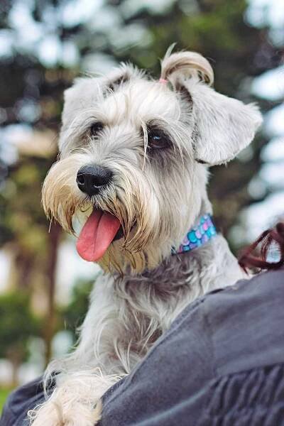 closeup of an owner holding a miniature schnauzer with its tongue out