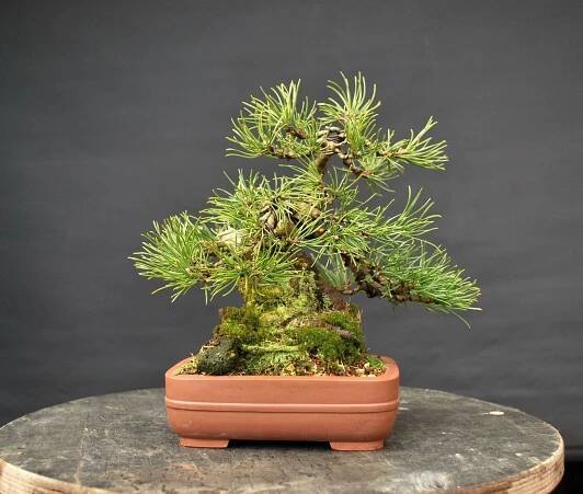Pinus mugo 03 – BonsaiMoravia