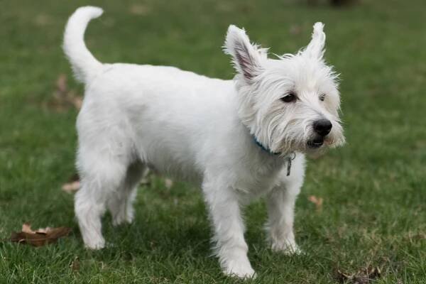 West highland white teriér: veselý bílý psík, který rád prohání kočky