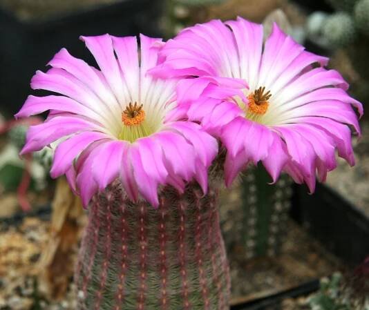 Soubor:Echinocereus rigidissimus ssp rubispinus L88.jpg