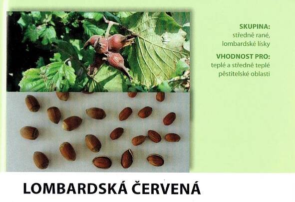 Líska | zahradnictvi-dufek.cz 