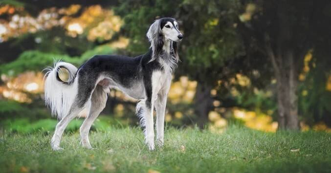 ▷10 psích plemen s nejlepších zrakem, kterým nic neunikne | Hobbio.cz