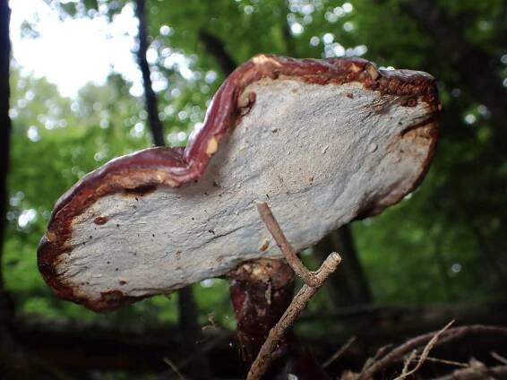 Discover Ganoderma tsugae: Identification, Uses, and Fascinating Facts
