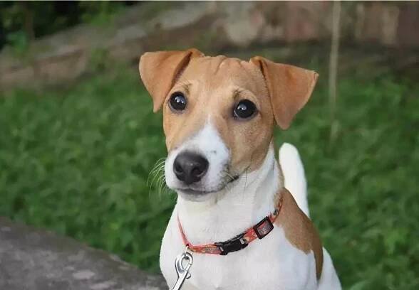 Beagle a Jack Russell teriér (32 fotografií): srovnání vzhledu a povahy psů. Kdo je lepší zvolit? 