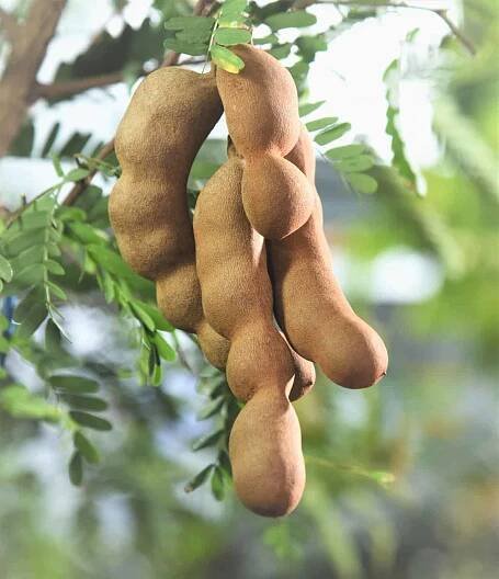 Tamarind pods hanging from the tree.