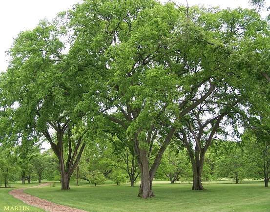 Three American elm trees