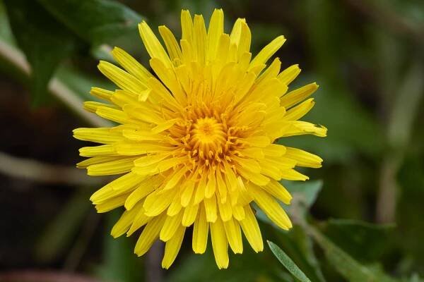 055_dandelion_5130_SK.png
