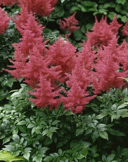 Astilbe japonica 'Rheinland' , Astilbe japonská , K9