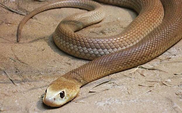Taipan vnitrozemský, nejjedovatější had na světě, který žije v Austrálii