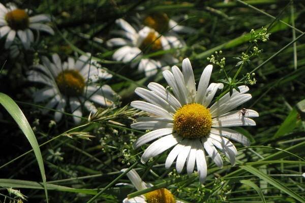 Leucanthemum vulgare - Wikipedia