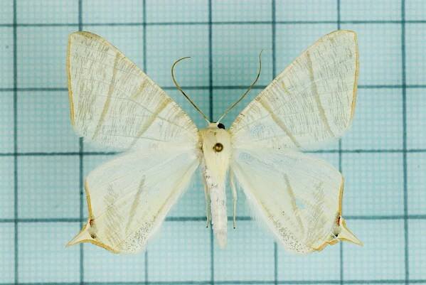 Ourapteryx pallidula