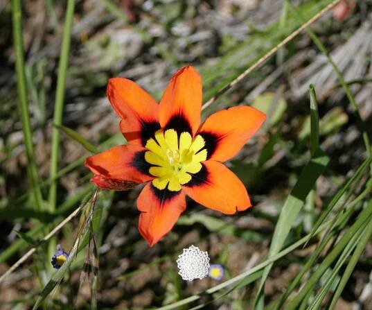 Spring flower tours - a Cape Town delight! | Avian Leisure