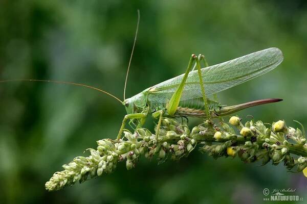 Kobylka zelená | Naturfoto.cz