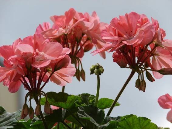 Soubor:Starr 070906-8888 Pelargonium x hortorum.jpg