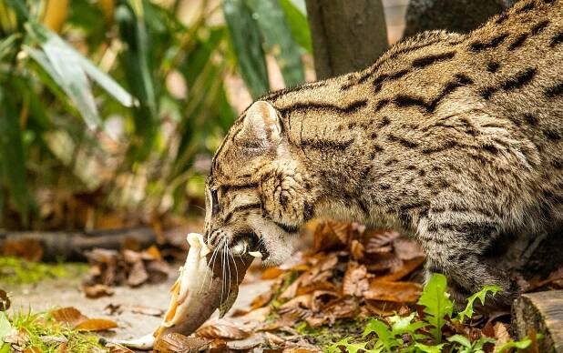 Fotogalerie: Kočka rybářská, úspěšně chovaná v ostravské zoologické zahradě (22. listopadu...