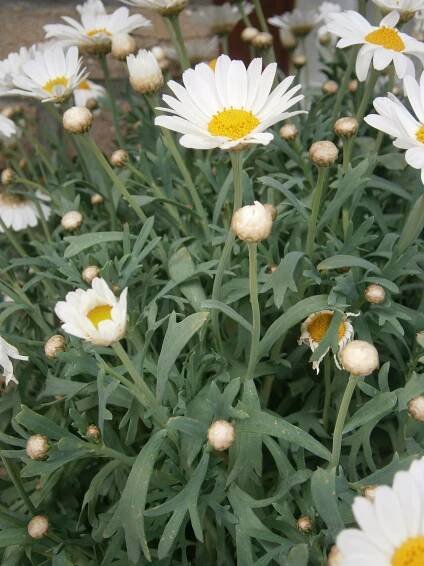 Chryzantémovka (Argyranthemum)