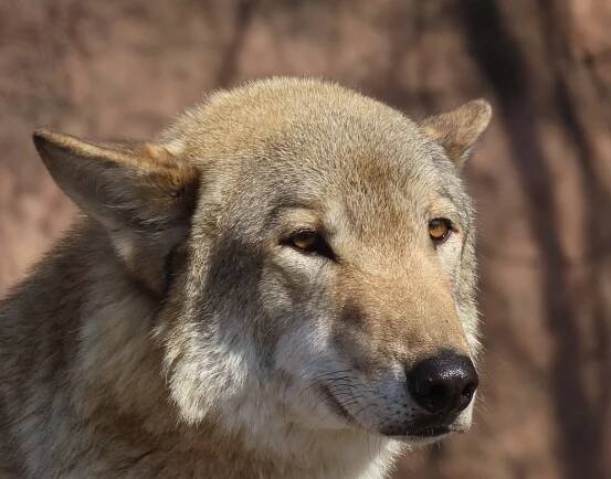 bezplatná Základová fotografie zdarma na téma @ venku, canis lupus, chlupatý Základová fotografie