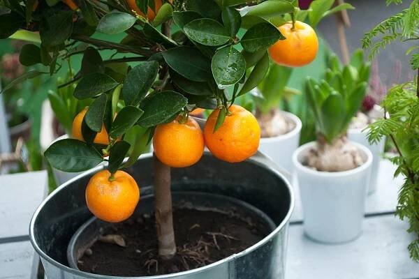 Kdy začíná grapefruit plodit?