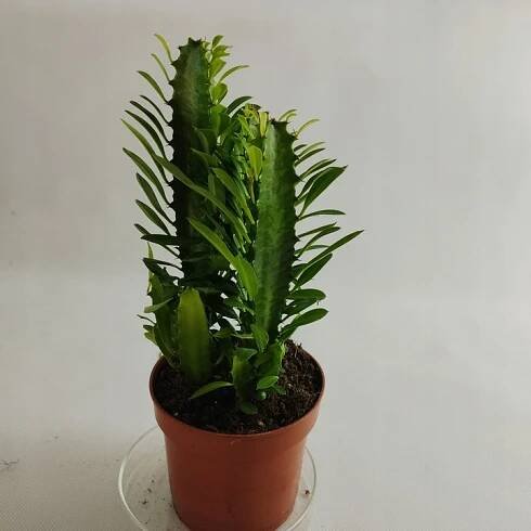 Euphorbia trigona Vlčí mléč trojžebrový 12Ø 30 cm