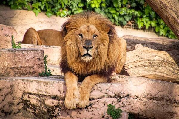 Lion in Barcelona Zoo