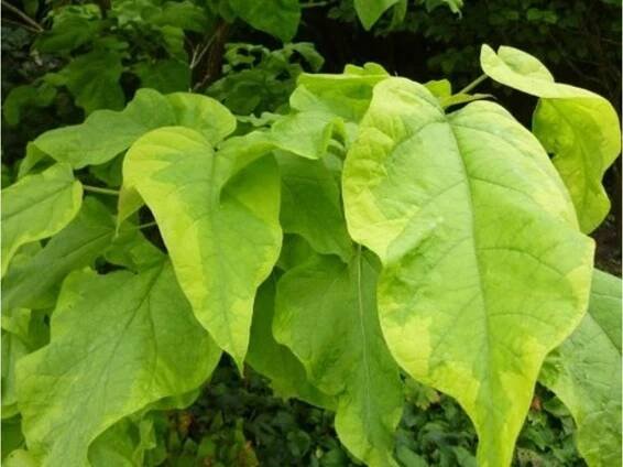 variegata